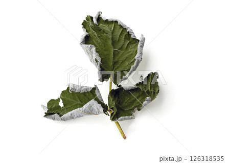 dried spice leaves isolated on white background dried spice leaves isolated on white background 126318535