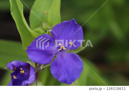 春の野原に咲く紫色のムラサキツユクサの花 126318611