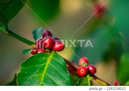 Close up harvest red ripe coffee seed robusta arabica berry harvesting coffee farm. Harvest coffee bean ripe Red berries plant fresh seed coffee tree growth in green eco organic farm green background Close up harvest red ripe coffee seed robusta arabica berry harvesting coffee farm. Harvest coffee bean ripe Red berries plant fresh seed coffee tree growth in green eco organic farm green background 126319022