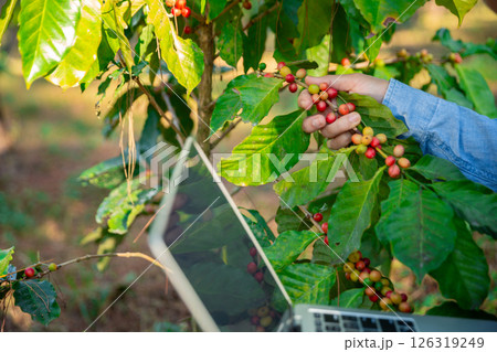 Harvest coffee bean ripe Red berries typing laptop computer check quality control plant coffee tree. Smart farmer using laptop in green coffee farm sustainable quality control agriculture technology Harvest coffee bean ripe Red berries typing laptop computer check quality control plant coffee tree. Smart farmer using laptop in green coffee farm sustainable quality control agriculture technology 126319249