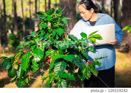 Harvest coffee bean ripe Red berries typing laptop computer check quality control plant coffee tree. Smart farmer using laptop in green coffee farm sustainable quality control agriculture technology 126319282