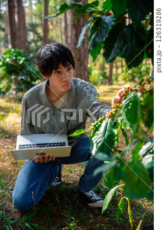 Harvest coffee bean ripe Red berries typing laptop computer check quality control plant coffee tree. Smart farmer using laptop in green coffee farm sustainable quality control agriculture technology 126319286