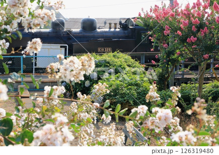 真岡鐵道「C11機関車」花々に囲まれて 126319480
