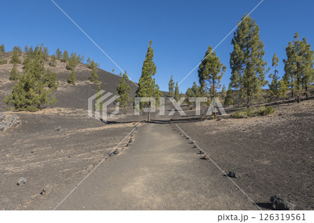 Winter view from hiking trail Samara. Mountains and lava fields with pine tree forest, blue sky. El Teide National Park, Tenerife, Canary Islands, Spain 126319561