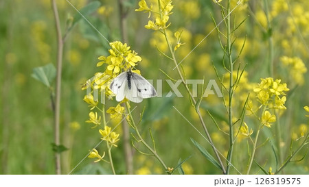菜の花畑と蝶 菜の花畑と蝶 126319575