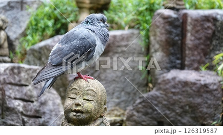 日本の寺の石像と鳩 日本の寺の石像と鳩 126319587