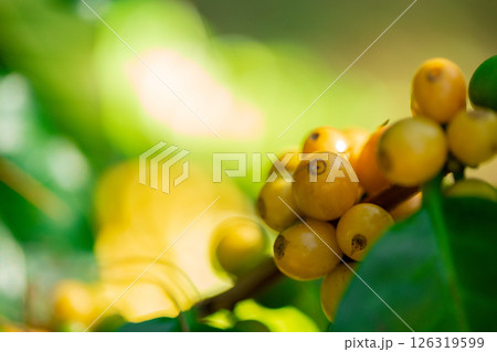Close up harvest red ripe coffee seed robusta arabica berry harvesting coffee farm. Harvest coffee bean ripe Red berries plant fresh seed coffee tree growth in green eco organic farm green background 126319599