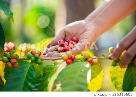 Close up hand harvest red ripe coffee seed robusta arabica berry harvesting coffee farm. Hand people harvest coffee bean ripe Red berries plant fresh seed coffee tree growth in green eco organic farm 126319603
