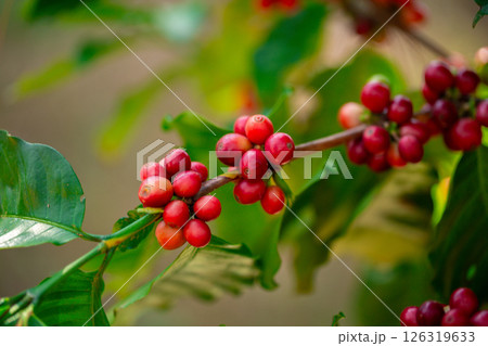 Close up harvest red ripe coffee seed robusta arabica berry harvesting coffee farm. Harvest coffee bean ripe Red berries plant fresh seed coffee tree growth in green eco organic farm green background 126319633