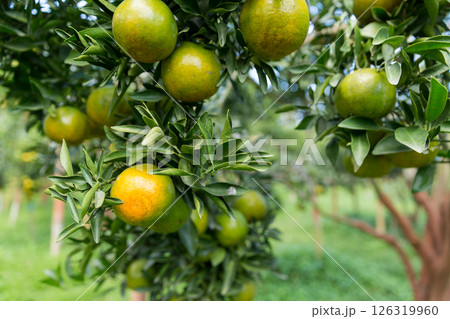 Business concept nature revolves around citrus orchard orange tree are growing, vibrant fruit organic lush leaves creating stunning background, green garden of thriving crop ripe laden with branches 126319960