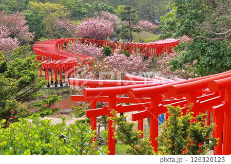 高山稲荷神社 千本鳥居 126320123