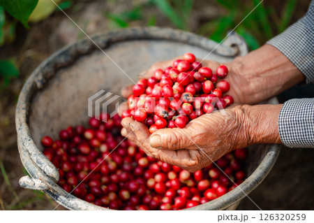 Close up hand harvest red ripe coffee seed robusta arabica berry harvesting coffee farm. Hand people harvest coffee bean ripe Red berries plant fresh seed coffee tree growth in green eco organic farm 126320259