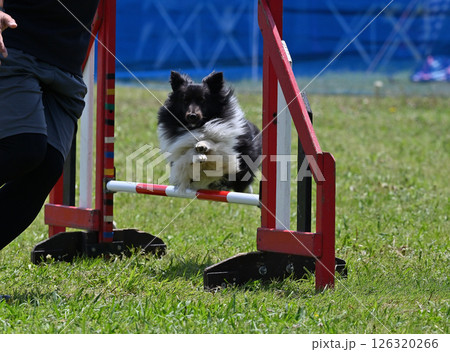 ドッグランで遊ぶシェルティ　（シェットランドシープドッグ） 126320266