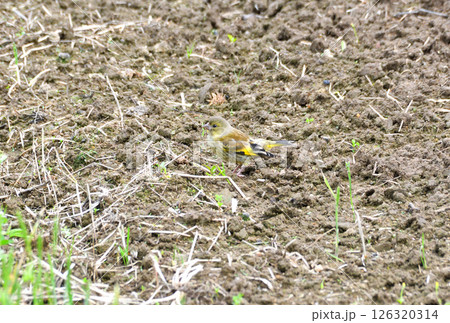 カワラヒワの親子、幼鳥 126320314
