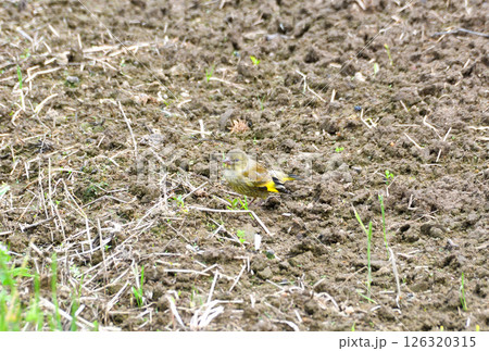カワラヒワの親子、幼鳥 126320315