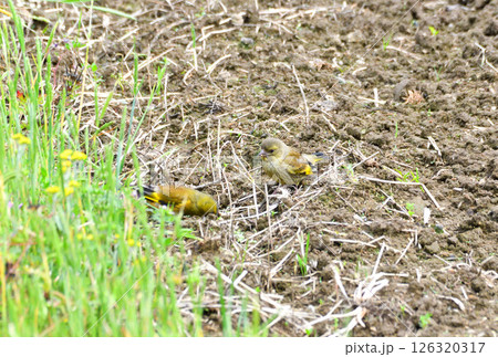 カワラヒワの親子、幼鳥 126320317