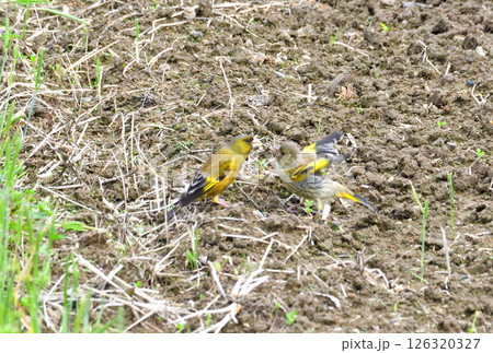 カワラヒワの親子、幼鳥 カワラヒワの親子、幼鳥 126320327