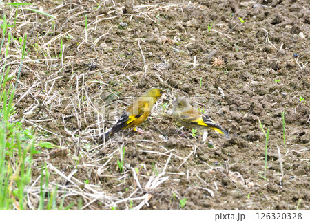 カワラヒワの親子、幼鳥 126320328
