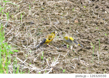 カワラヒワの親子、幼鳥 126320330