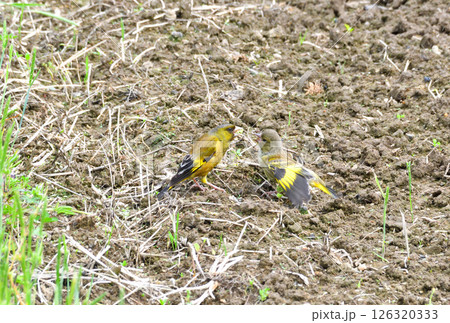 カワラヒワの親子、幼鳥 カワラヒワの親子、幼鳥 126320333