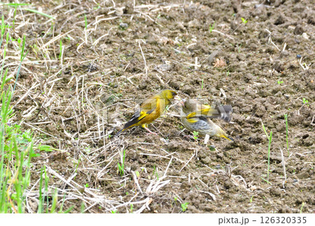 カワラヒワの親子、幼鳥 126320335