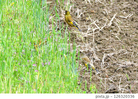 カワラヒワの親子、幼鳥 126320336