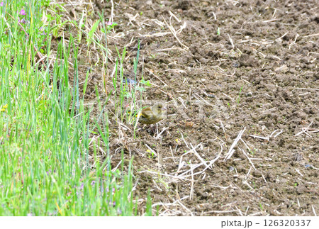 カワラヒワの親子、幼鳥 126320337
