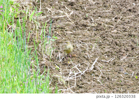 カワラヒワの親子、幼鳥 カワラヒワの親子、幼鳥 126320338