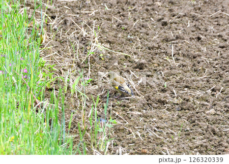 カワラヒワの親子、幼鳥 126320339