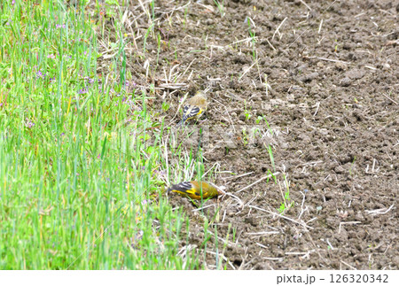 カワラヒワの親子、幼鳥 カワラヒワの親子、幼鳥 126320342