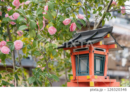 祇園夏見橋 椿 祇園夏見橋 椿 126320346