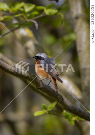 Common redstart (Phoenicurus phoenicurus) sits on an tree branch Common redstart (Phoenicurus phoenicurus) sits on an tree branch 126320355