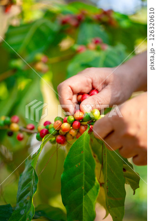 Close up hand harvest red ripe coffee seed robusta arabica berry harvesting coffee farm. Hand people harvest coffee bean ripe Red berries plant fresh seed coffee tree growth in green eco organic farm 126320610
