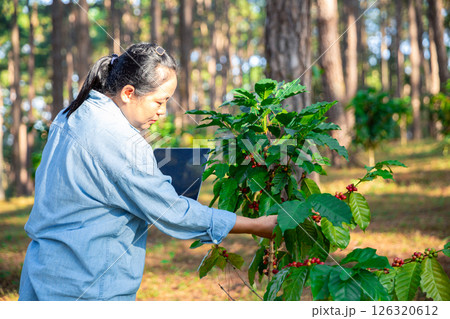 Harvest coffee bean ripe Red berries typing laptop computer check quality control plant coffee tree. Smart farmer using laptop in green coffee farm sustainable quality control agriculture technology 126320612