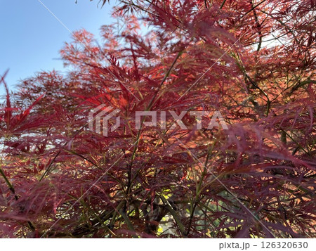 真っ赤な紅葉 126320630