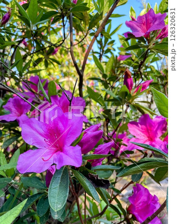 平戸躑躅 126320631