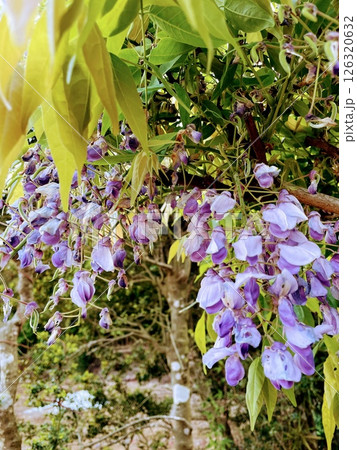 藤の花のある風景 126320632