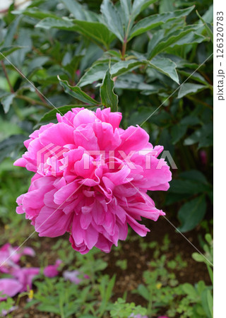 シャクヤク(紅の袖) シャクヤク(紅の袖) 126320783