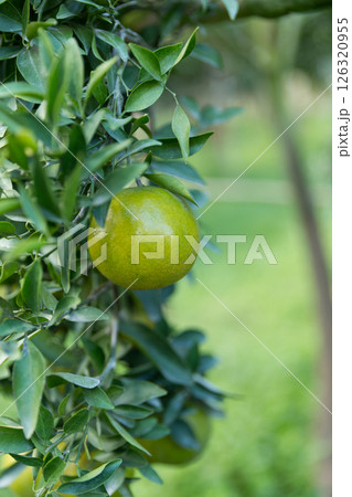 Business concept nature revolves around citrus orchard orange tree are growing, vibrant fruit organic lush leaves creating stunning background, green garden of thriving crop ripe laden with branches Business concept nature revolves around citrus orchard orange tree are growing, vibrant fruit organic lush leaves creating stunning background, green garden of thriving crop ripe laden with branches 126320955