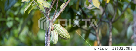 Cocoa tree with concept harvest agricultural business product fruit tree farm banner green, yellow orange brown red cocoa pod hanging on tree with ripe lush floor farmer Cocoa to Chocolate of people 126321093
