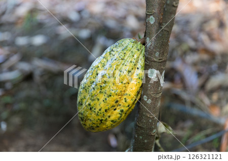 Cocoa tree with concept harvest agricultural business product fruit tree farm with green, yellow, orange, brown, red cocoa pod hanging on tree with ripe lush floor farmer Cocoa to Chocolate of people Cocoa tree with concept harvest agricultural business product fruit tree farm with green, yellow, orange, brown, red cocoa pod hanging on tree with ripe lush floor farmer Cocoa to Chocolate of people 126321121