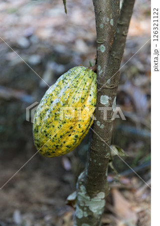 Cocoa tree with concept harvest agricultural business product fruit tree farm with green, yellow, orange, brown, red cocoa pod hanging on tree with ripe lush floor farmer Cocoa to Chocolate of people 126321122