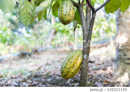 Cocoa tree with concept harvest agricultural business product fruit tree farm with green, yellow, orange, brown, red cocoa pod hanging on tree with ripe lush floor farmer Cocoa to Chocolate of people Cocoa tree with concept harvest agricultural business product fruit tree farm with green, yellow, orange, brown, red cocoa pod hanging on tree with ripe lush floor farmer Cocoa to Chocolate of people 126321159
