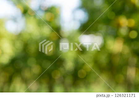 Business concept nature revolves around citrus orchard orange tree are growing, vibrant fruit organic lush leaves creating stunning background, green blur garden of thriving crop ripe laden branches 126321171