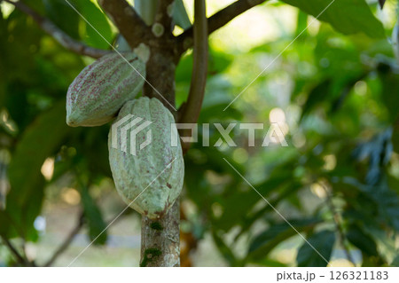 Cocoa tree with concept harvest agricultural business product fruit tree farm with green, yellow, orange, brown, red cocoa pod hanging on tree with ripe lush floor farmer Cocoa to Chocolate of people 126321183