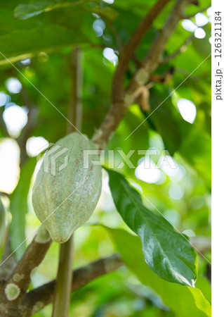 Cocoa tree with concept harvest agricultural business product fruit tree farm with green, yellow, orange, brown, red cocoa pod hanging on tree with ripe lush floor farmer Cocoa to Chocolate of people Cocoa tree with concept harvest agricultural business product fruit tree farm with green, yellow, orange, brown, red cocoa pod hanging on tree with ripe lush floor farmer Cocoa to Chocolate of people 126321184