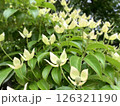 初夏に美しく花を咲かせるヤマボウシ 126321190