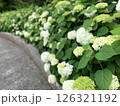 梅雨の頃、道ばたに咲く白いアジサイ 126321192