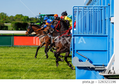 Group of jockeys racing on thoroughbred horses by green grass track race course start gate on sunny day. Riders wear colorful uniform under bright daylight, surrounded by trees and racetrack rails 126321196