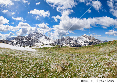 Spring mountain landscape with crocus flowers 126321239